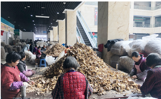 浙江：庆元香菇市场迎来交易高峰