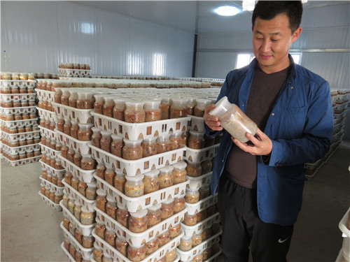 山東：青島市在即墨區(qū)投資2000多萬元的羊肚菌現(xiàn)代化栽培基地已建成