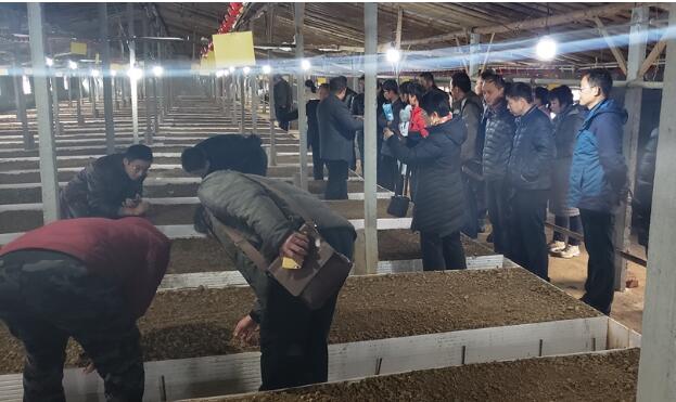 山東：萊西市舉辦冬季食用菌綠色生產技術培訓班暨現場觀摩會