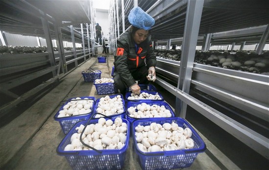 江西：新余总投资8亿元双孢菇项目实现工厂化标准化生产