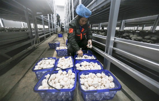 江西：新余總投資8億元雙孢菇項目實現工廠化標準化生產