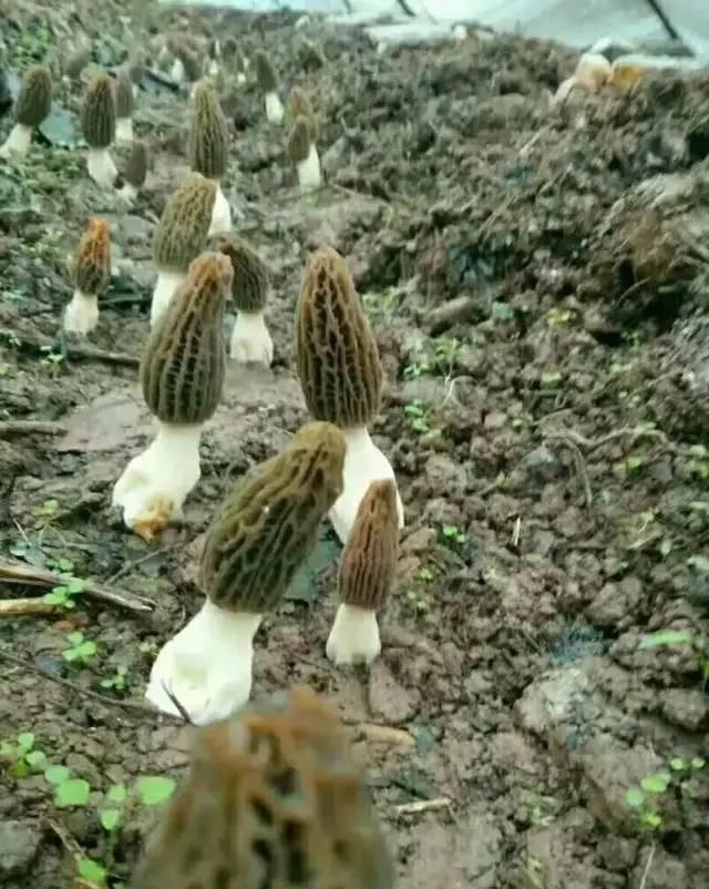 重慶：彭水縣桑柘鎮(zhèn)羊肚菌菌種規(guī)模化生產帶動村民增收致富