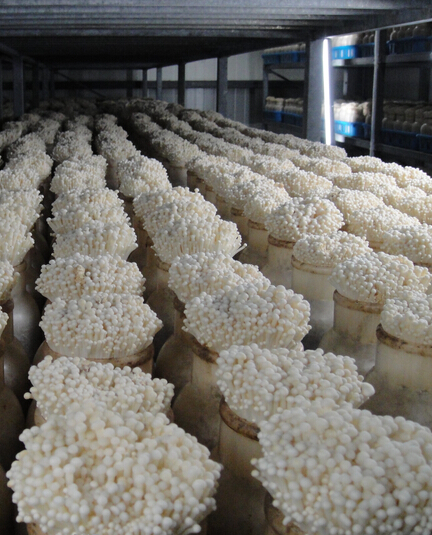 重庆：万盛经开区食用菌生产线正式投产