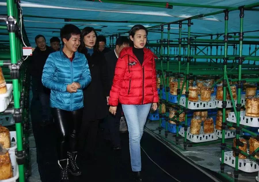 贵州省科技厅领导一行赴印江县调研食用菌产业