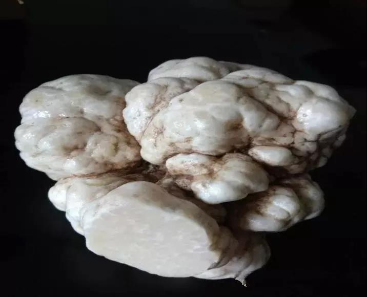河南：周口地區首次發現珍稀食用菌品種塊菌