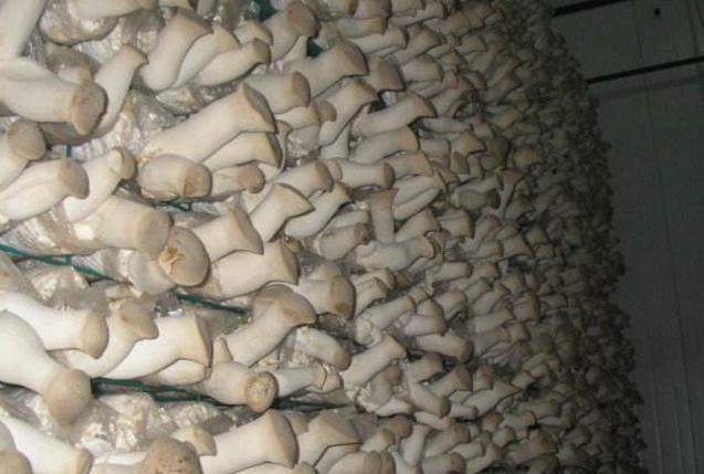 江蘇：淮安市洪澤區多舉措助推食用菌產業鏈條式發展