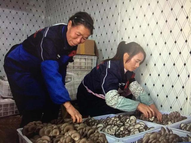 贵州：安顺镇宁食用菌产业脱贫致富“菇”舞人心