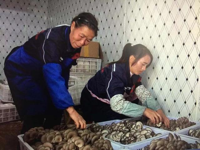 貴州：安順鎮(zhèn)寧食用菌產(chǎn)業(yè)脫貧致富“菇”舞人心