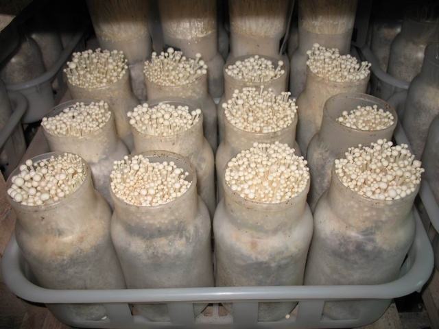 重庆：华绿年产5万吨食用菌工厂化生产项目全面投产 　