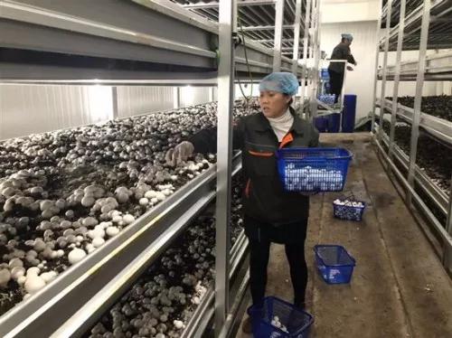 江西：新余双孢菇生产实现工厂化生产