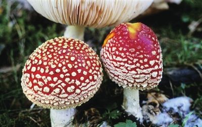 科学家揭秘鹅膏属蘑菇如何成为“毒王”