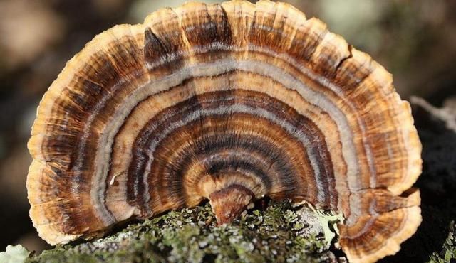 蘑菇的形状通常能超出常人想象，这些菌类可以说是”千奇百怪“