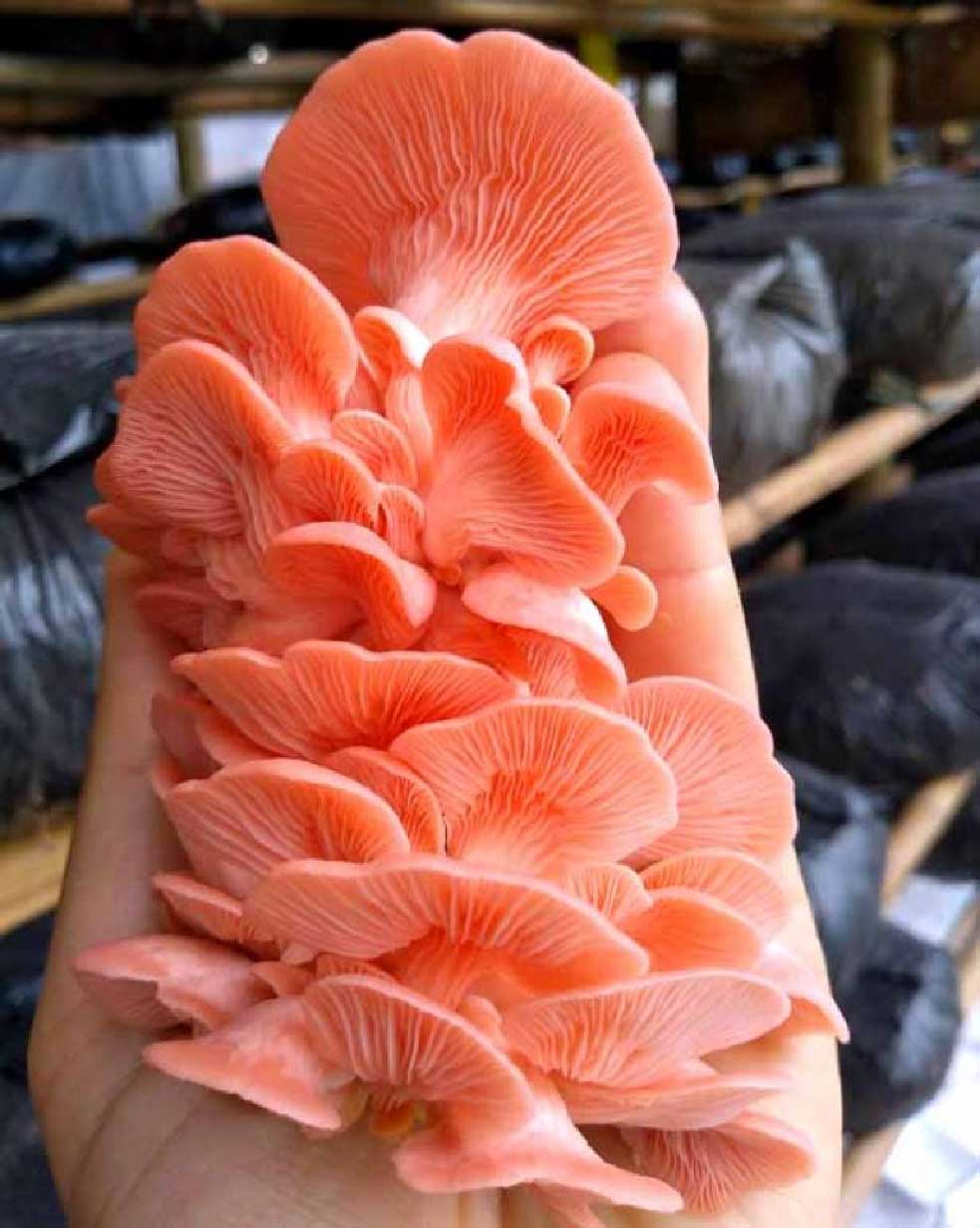 巴西：特色品种粉平菇正值收获期