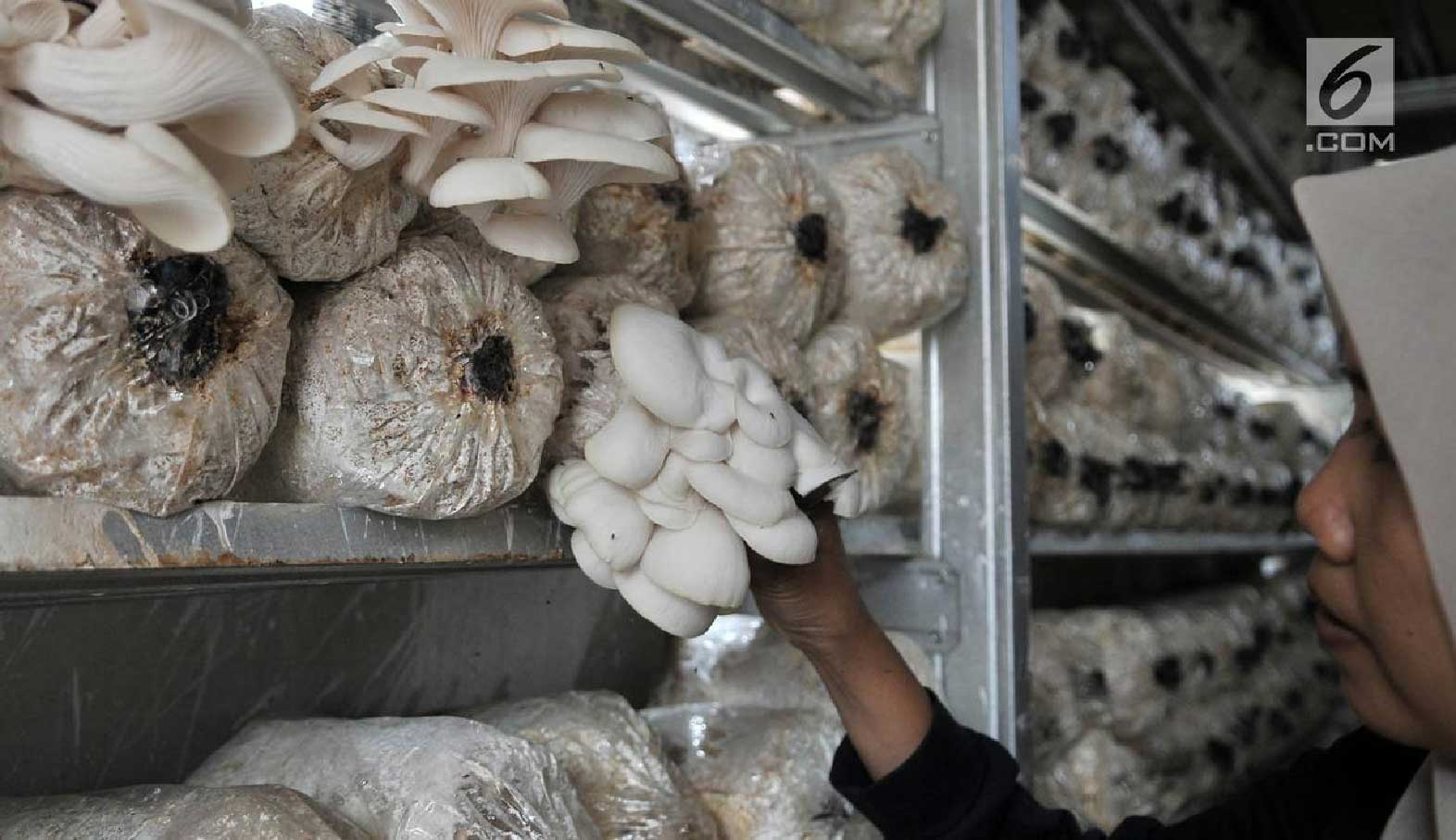 印尼：食用菌年产量3万吨，平菇产品受欢迎
