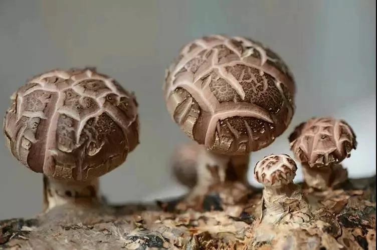 山西：交口縣培育食用菌特色產業助力鄉村振興
