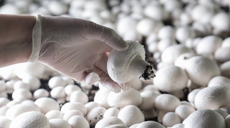 美国：食用菌行业受欢迎程度呈稳定增长趋势