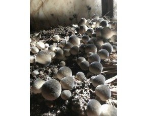 食用菌草菇栽培技术培训班常年招生