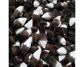 黑皮鸡枞菌精品菌棒 鲜品大量上市