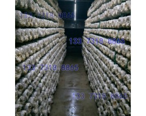平菇出菇网格 培菌网架 出菇网格架