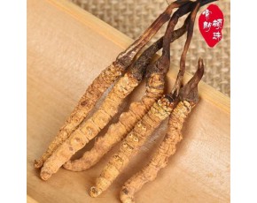 一根冬虫夏草的价格