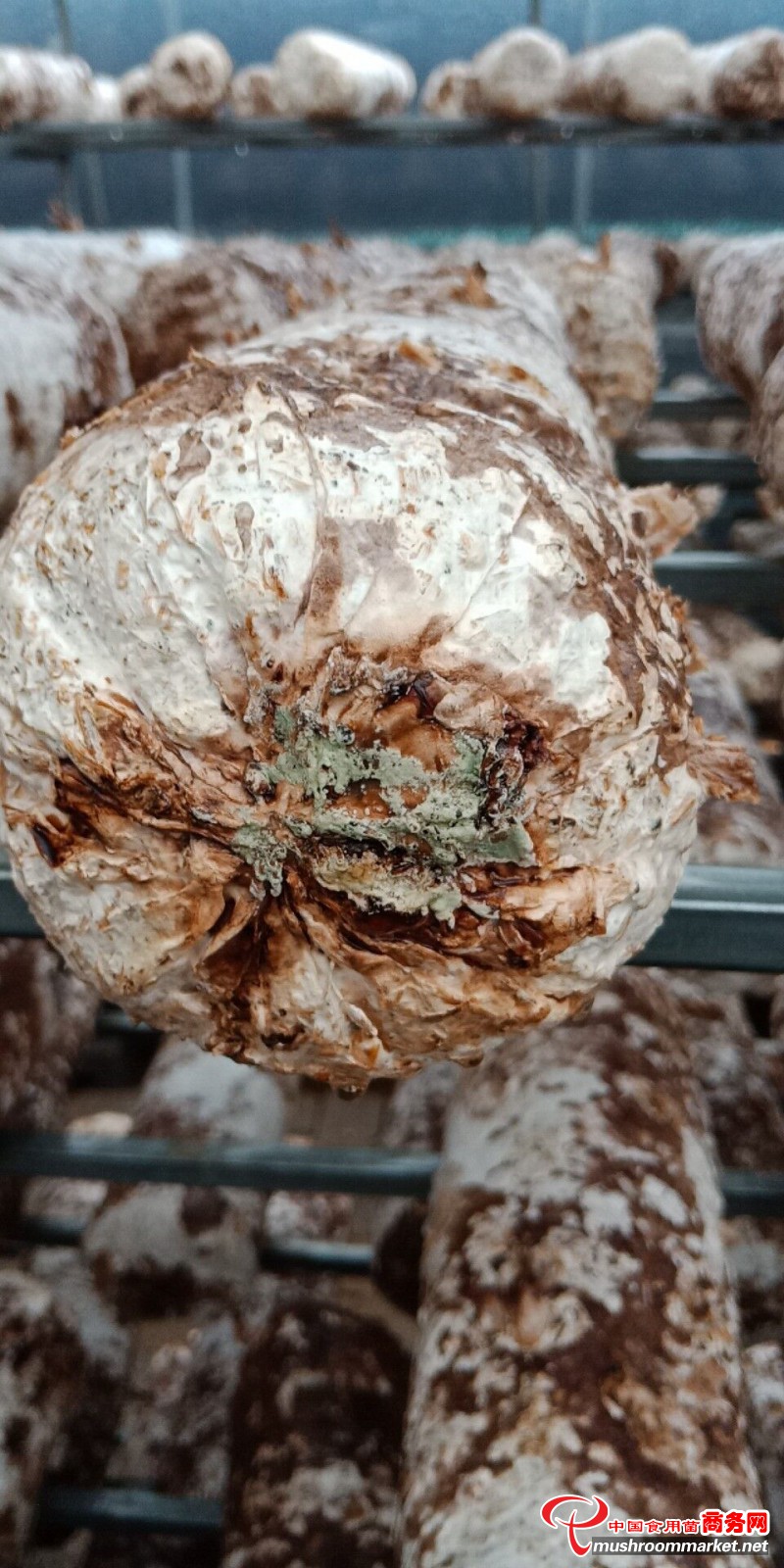 香菇菌棒出现病变
