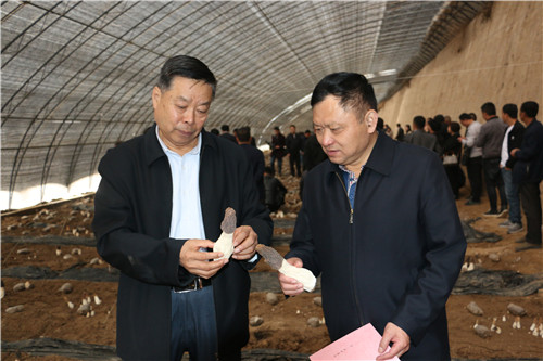 陕北：延川规模化人工栽培羊肚菌获得成功
