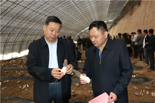 陜北：延川規模化人工栽培羊肚菌獲得成功