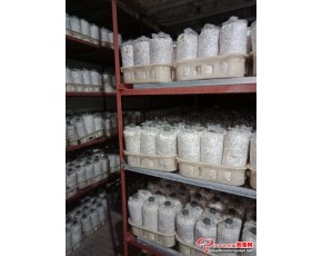 长期供应茶树菇菌包