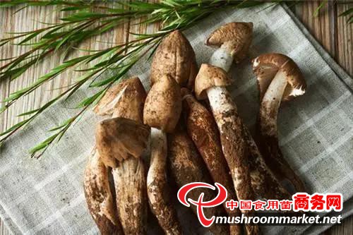 菌菇中的荔枝——鲜嫩可口鸡枞菌