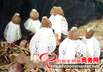 竹荪曾受到慈禧太后青睐？竹荪又有哪些种类呢？