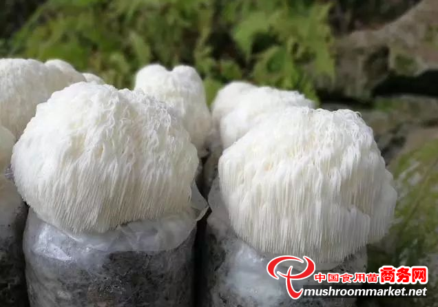 乾隆皇帝最爱的美食，这个“山珍猴头”真了不得