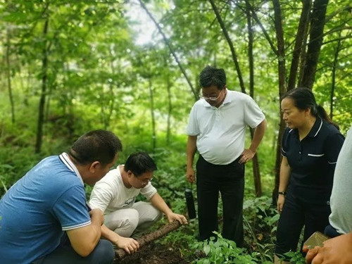 福建省农林大学谢宝贵教授到德江指导食用菌产业发展情况