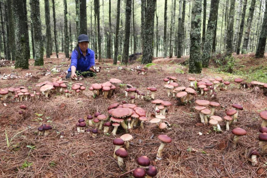 云南：巧家縣林下食用菌種植成為助農致富“新引擎”