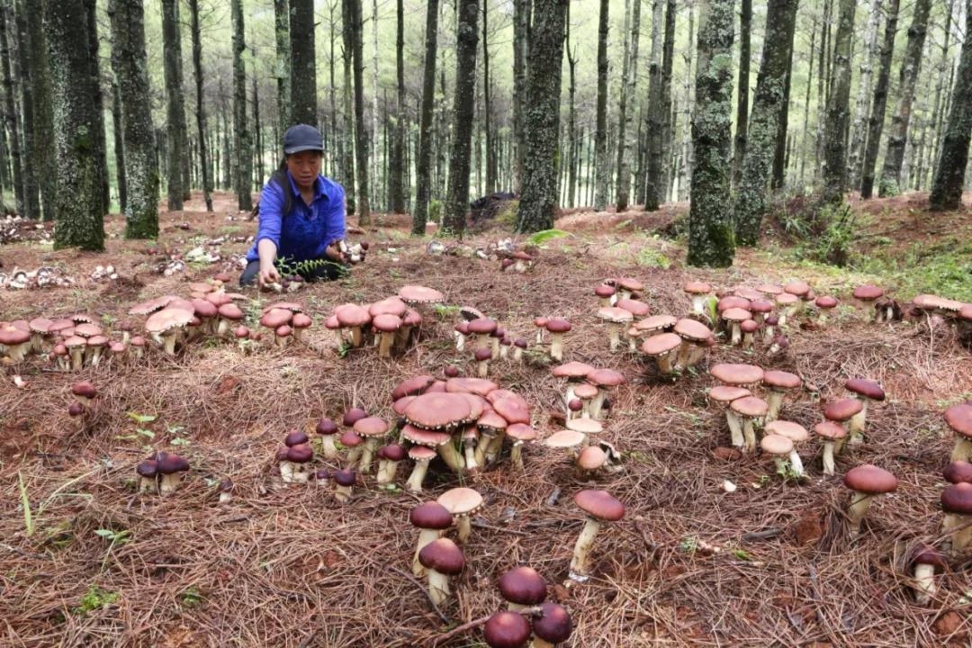 云南：巧家县林下食用菌种植成为助农致富“新引擎”