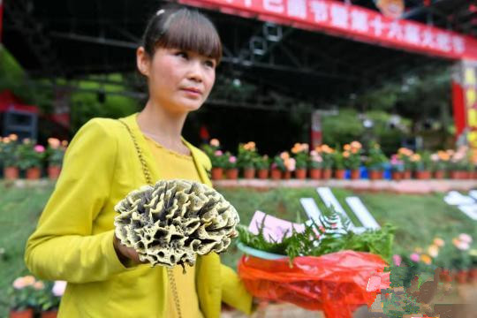 云南：宜良0.25公斤“干巴菌王”拍出2.2万元高价