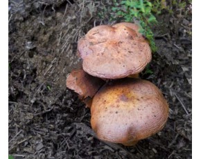 野生蘑菇 松菇