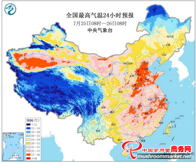 大球盖菇销售价