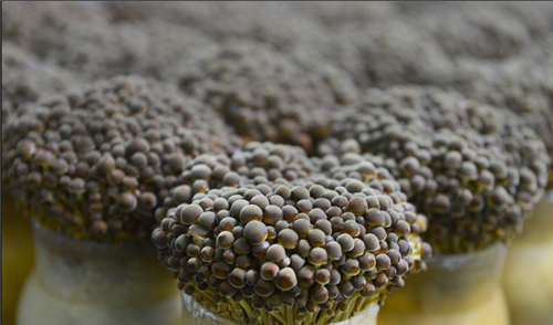 韓國棕色金針菇新品種搶灘中國市場