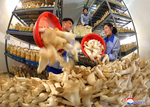 朝鲜现代食用菌生产基地年产蘑菇数千吨