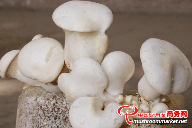 白灵菇的神秘传说，来自印度的神灵之菇