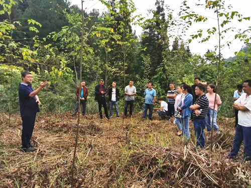 贵州：安顺市召开菌材林产业发展现场会