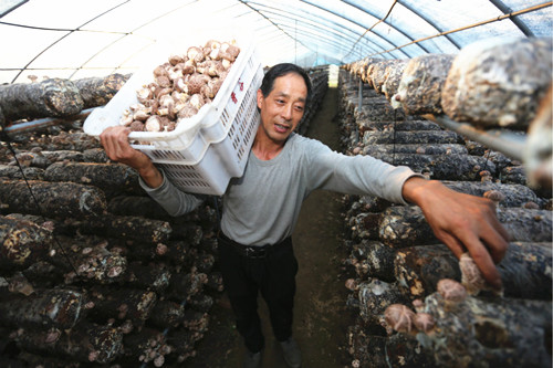 山西：小菌菇撑起大产业