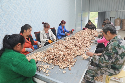 陜西：寧陜縣香菇飄香“錢路”寬