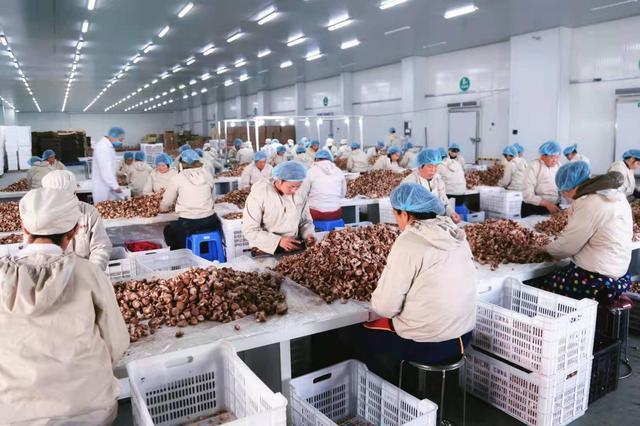 河南泌陽食用菌產業：在品牌培育上發力 在研發創新中升級
