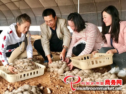 青海:化隆县引种试种熊掌菇取得成功