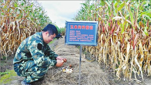 黑龍江：襄河玉米蘑菇間種試種成功