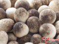 棉籽壳栽培草菇应如何管理？