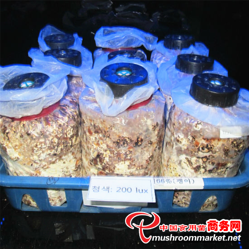 藍色發光二極管助力韓國香菇栽培增產15%