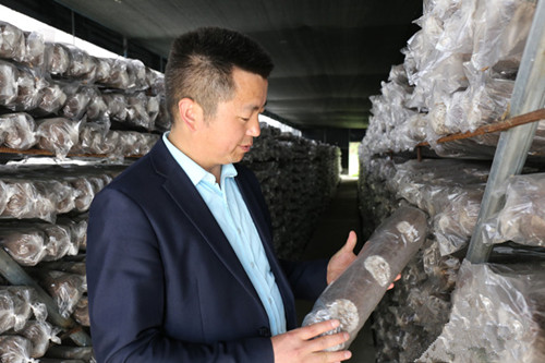 菇鄉師傅陳孟談：產業扶貧富一方百姓