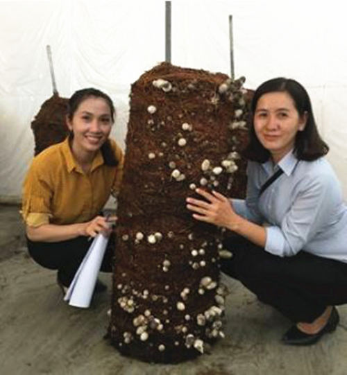越南：圆柱形草菇种植模型将在安江省试推广